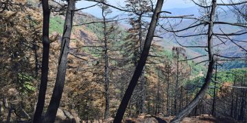 El Gobierno autoriza actuaciones de emergencia para mitigar el riesgo hidrológico de los terrenos afectados por el incendio forestal de Sierra Bermeja II