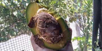 aguacate planta raices