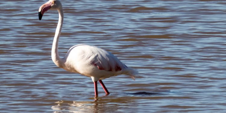 parque nacional doñana