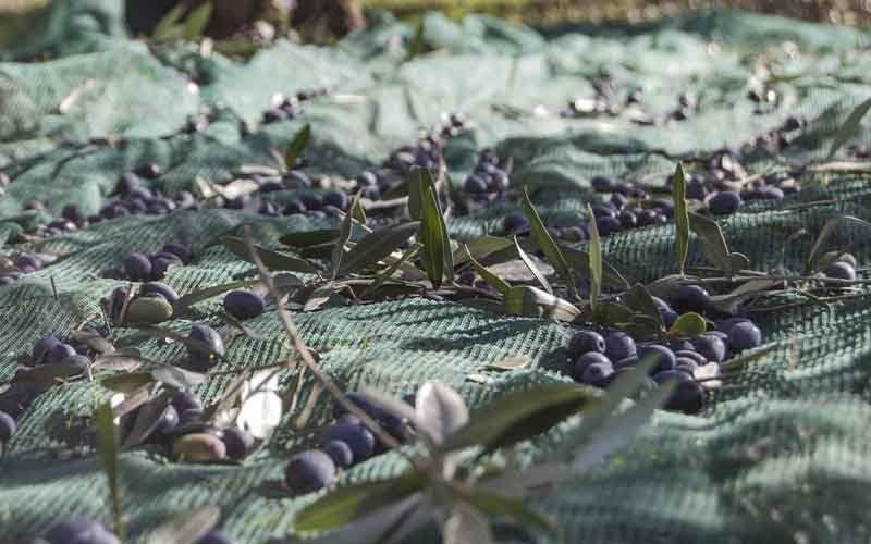 recogida aceituna olivar jaen