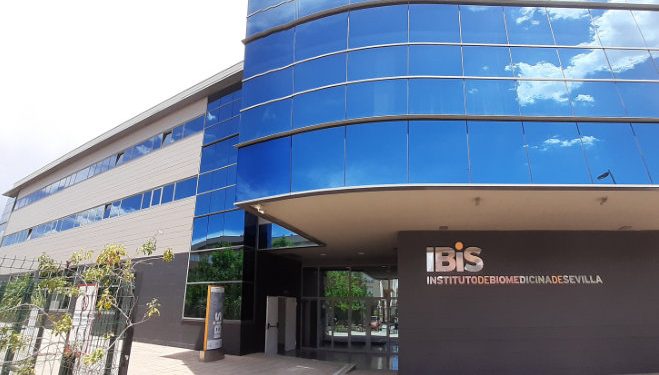 El IBIS de Sevilla descubre un nuevo tipo de celula ‘clave’ en el desarrollo de la memoria