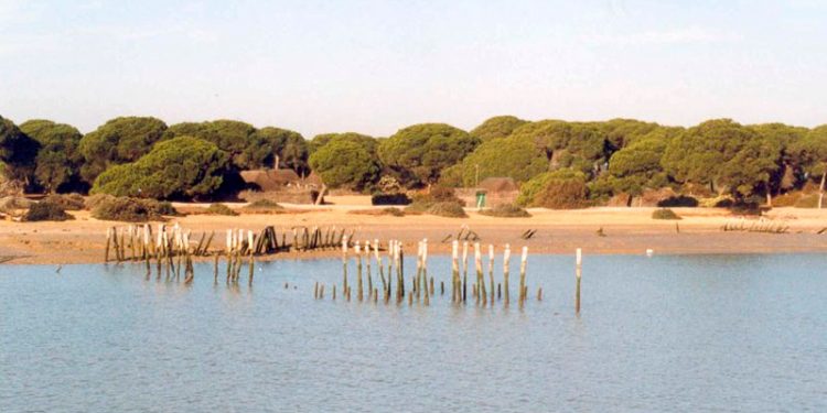 parque nacional de doñana
