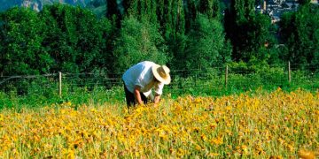 Europa flexibiliza el acceso a las ayudas a viticultores y organizaciones de productores de frutas y hortalizas afectados por la sequía