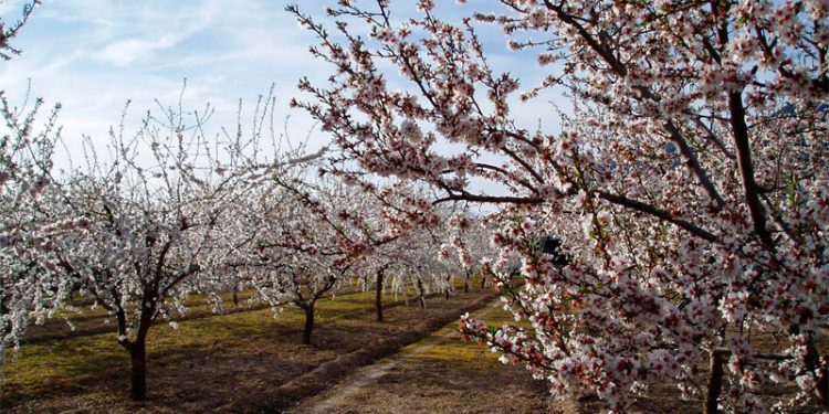 campo de almendros cosecha