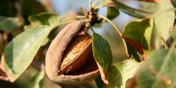 cosecha almendra upa andalucia