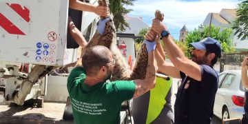 Rescatado el ejemplar de lince que se encontraba deambulando por Úbeda