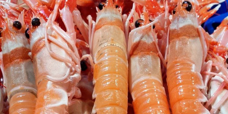 El Gobierno de España reabre la pesca de la cigala en el golfo de Cádiz