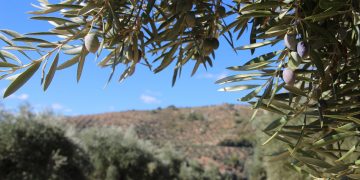 Silencio andaluz ante la reforma del subsidio y su impacto en el medio rural
