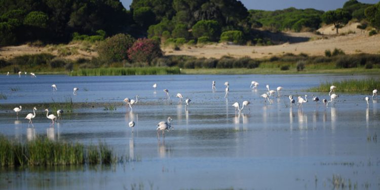La CHG clausura 1.054 pozos en el entorno de Doñana