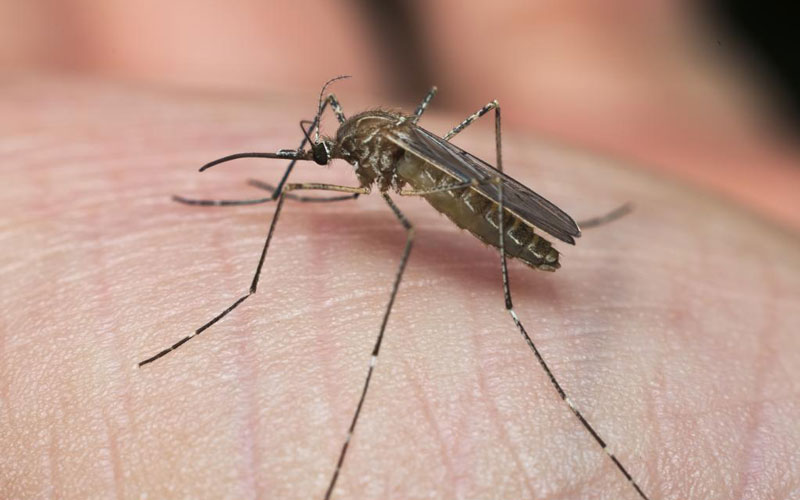 Muere una mujer en Dos Hermanas contagiada por el Virus del Nilo