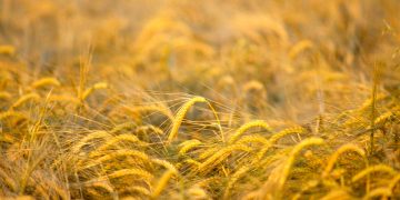 El Gobierno dota con 100 millones a la segunda edición del PERTE Agroalimentario