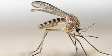 Cazalla de la Sierra eleva a 4 su nivel de alerta contra el Virus del Nilo Occidental al detectarse un caballo infectado en el municipio