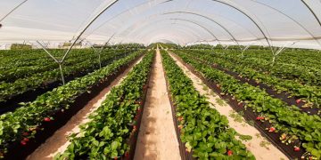 Los titulares de la Masa de Agua Subterránea ‘La Rocina’ votarán los estatutos y reglamentos el 20 de noviembre