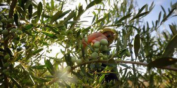 El comercio entre España y EE. UU. pone en juego miles de millones… y Andalucía está en el centro del tablero